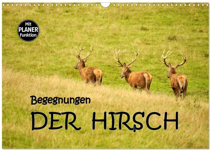 Actual product image Begegnungen. DER HIRSCH (Wandkalender 2025 DIN A3 quer), Monatskalender (A3, German)