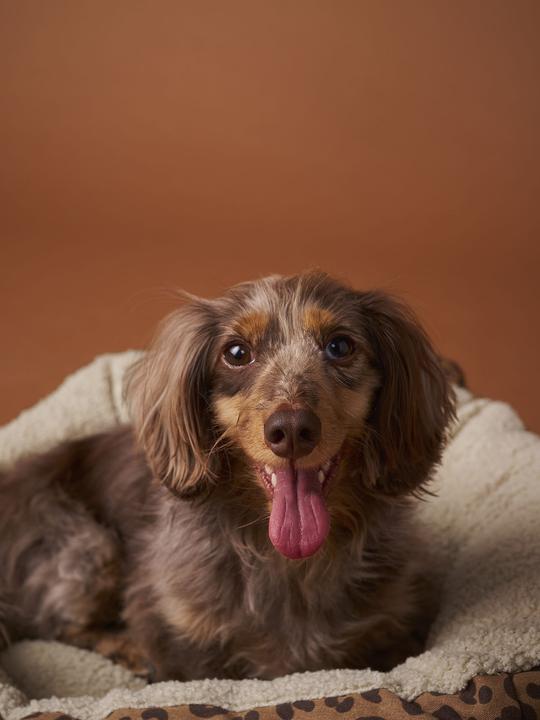 Produktbild Vertbaudet Haustierbett (Katze)
