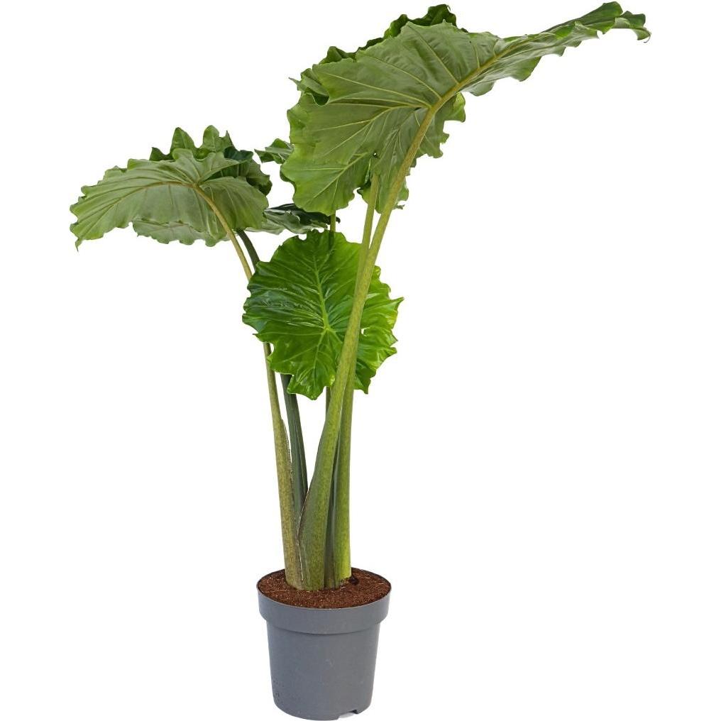 Plant in a Box, Pflanzen, Alocasia 'Portodora' - Alokasie (120 cm)