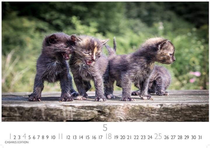 Immagine prodotto Funny Cats 2026 S 24x35cm (24 x 35 cm)