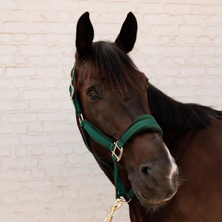 Actual product image Kentucky Horsewear Nylon horse halter