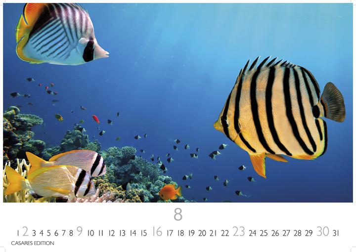 Actual product image Unterwasserwelten 2026 S 24x35cm (24 x 35 cm)