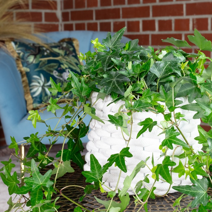 Immagine prodotto Flowerbox Gemeiner Efeu- Hedera helix (20 cm)