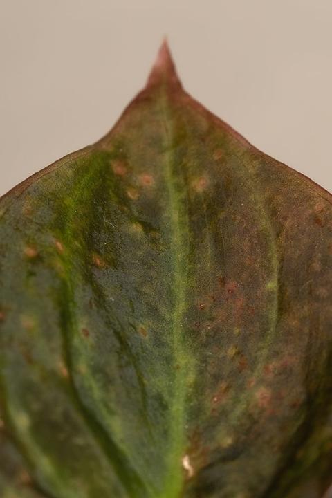 Image du produit feey Philodendron micans (20 cm, Fraîchement rempotés)