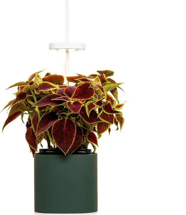 Immagine prodotto Prêt à Pousser Herb Pot Nano, verde foresta (13.50 cm)