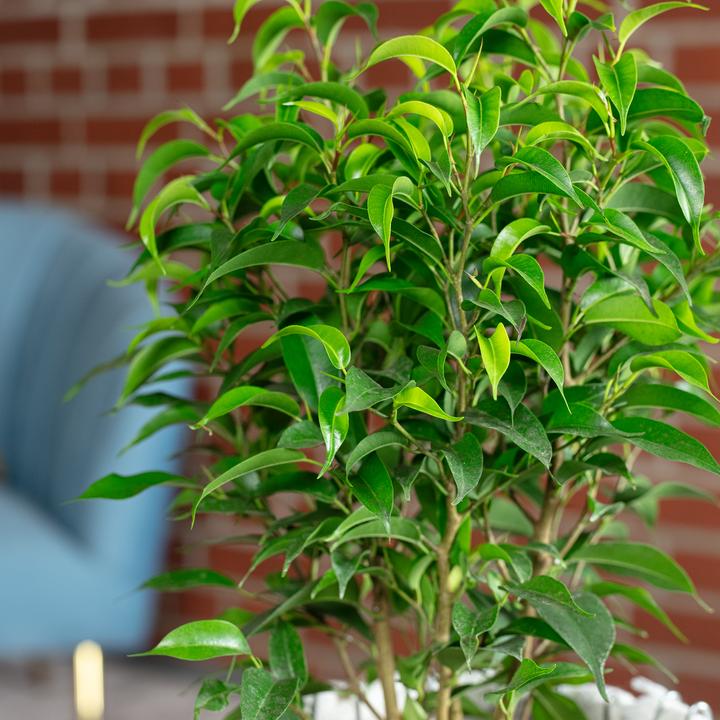 Produktbild Flowerbox Birkenfeige "Natasja" verzweigt - Ficus benjamini (30 cm)
