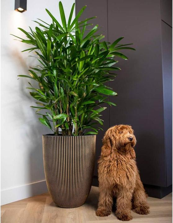 Produktbild Capi Tripp (46 x 58 cm)