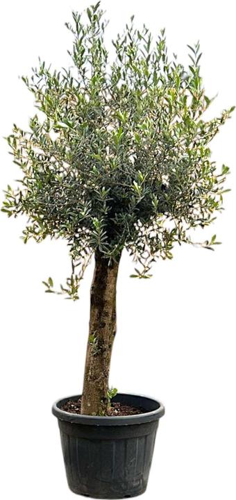 Produktbild Meier Oberzeihen Olivenbaum Intensiv