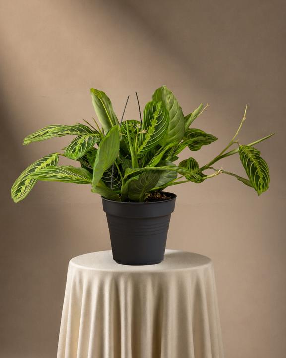 Actual product image feey Maranta Lemon Lime (15 cm, Animal friendly, Freshly repotted)