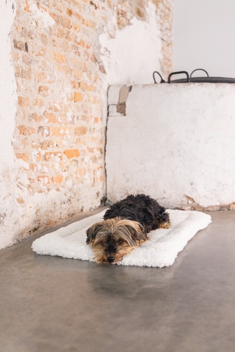 Image du produit Designed by Lotte Ligra (Chien)