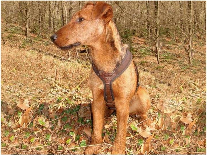 Actual product image Niggeloh Dog harness Follow Light (XXS, Dog, General)