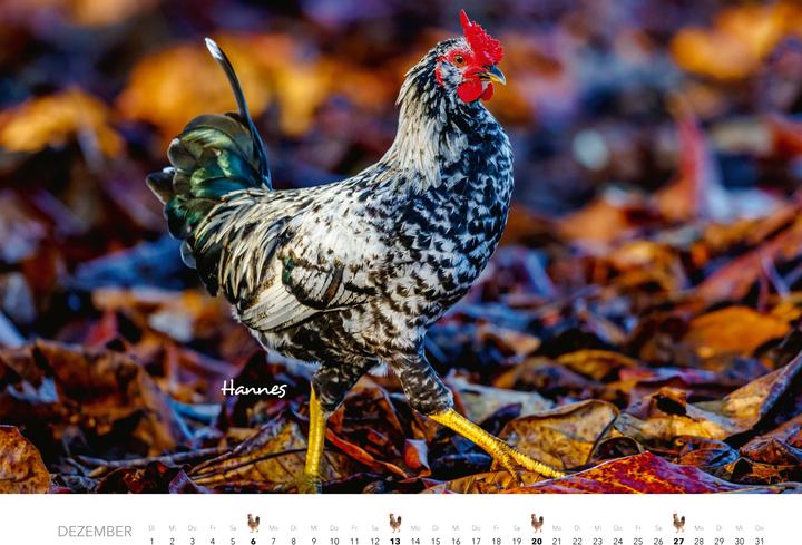 Produktbild Hühner Kalender 2026 (Harter Einband, Deutsch)