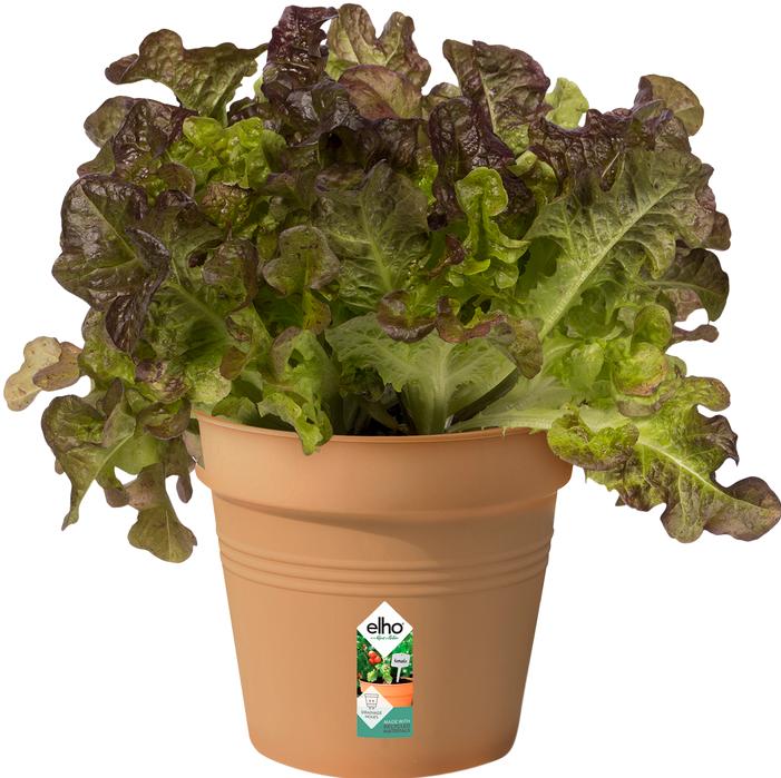 Image du produit Elho Vert de base (15 cm)