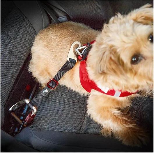 Produktbild Curli Auto Sicherungsgurt für Hunde 30 cm (Hund)