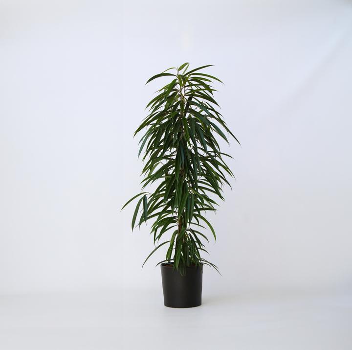 Produktbild Plant in a Box Ficus Binnendijckii Alii - Geigenpflanze (100 cm)