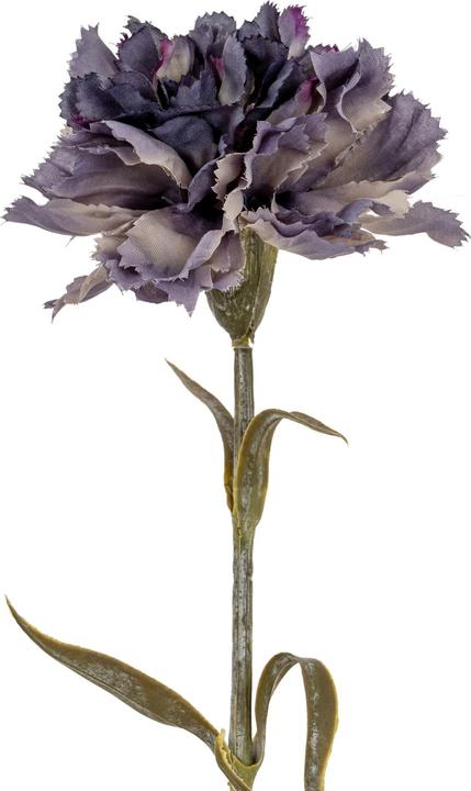 Viola