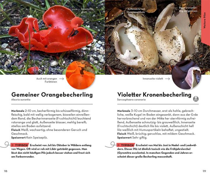 Image du produit Kosmos BASIC Champignons