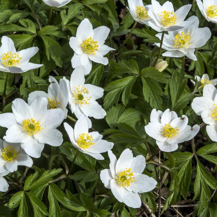 Immagine prodotto Plant in a Box Anemone Sposa, Allium Neapolitanum. Gladiolo White Prosperity, Gladiolo Call. Acidantera, Dalia T (10 cm)