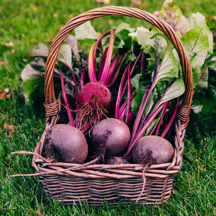 Produktbild Apte PNOS Beschichtete Samen | Rote Bete Opole | Packung mit 100 (Gemüsesamen)