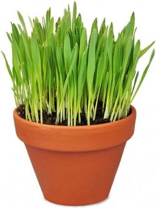 Image du produit Defu Bio-Katzengras (Réensemencement de la pelouse)