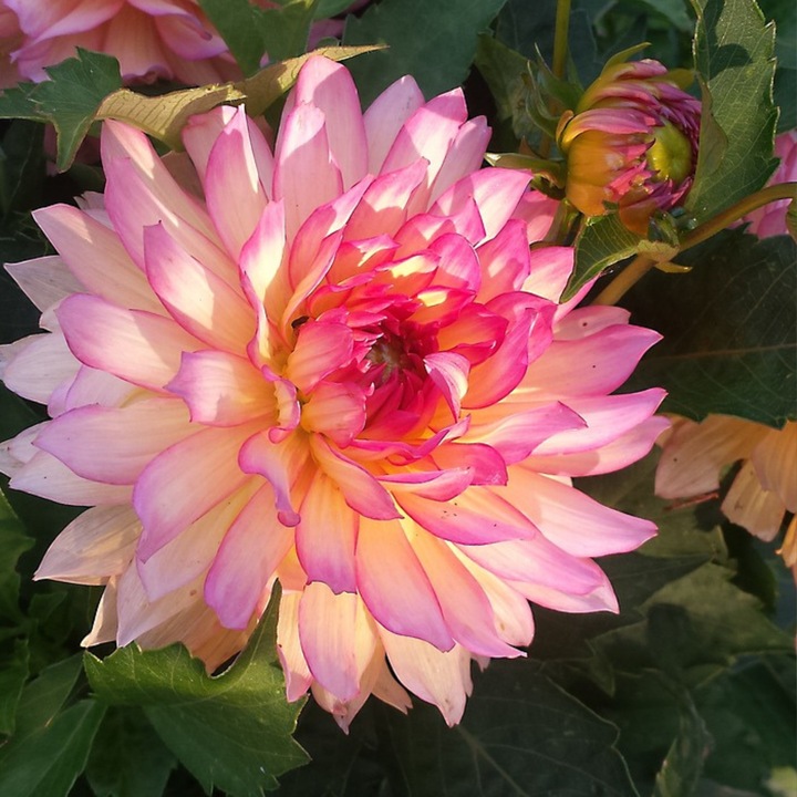 Actual product image Plant in a Box Dahlia Labyrinth, Dahlia Labyrint Twotone - mixture of 6 dahlias (10 cm)