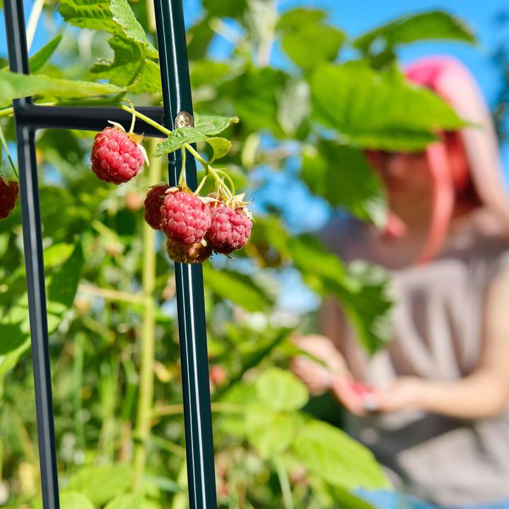 Actual product image Relaxdays Rosenbogen (38.50 cm, 140 cm)