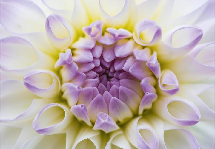 Produktbild Kerzen (1 Stk.)