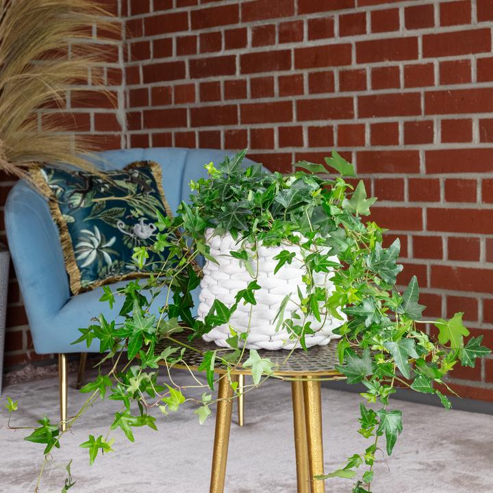 Produktbild Flowerbox Gemeiner Efeu- Hedera helix (20 cm)