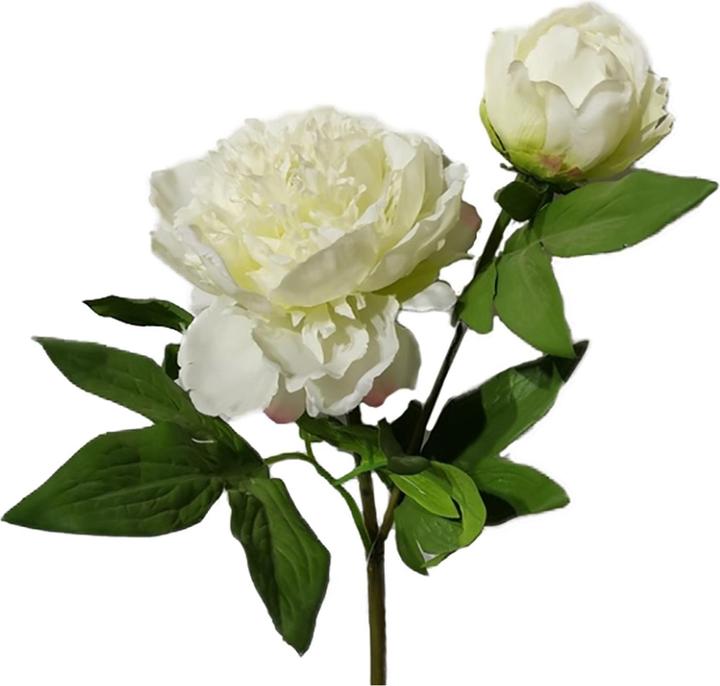 Produktbild HTI-Living Pfingstrosen 2er Set Flora Weiss/Rosa (23 cm)