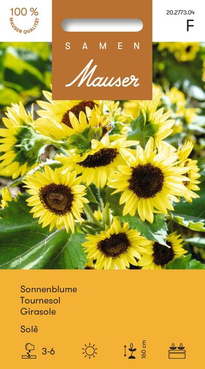 Samen Mauser Sunflower Solé (Plant seeds)