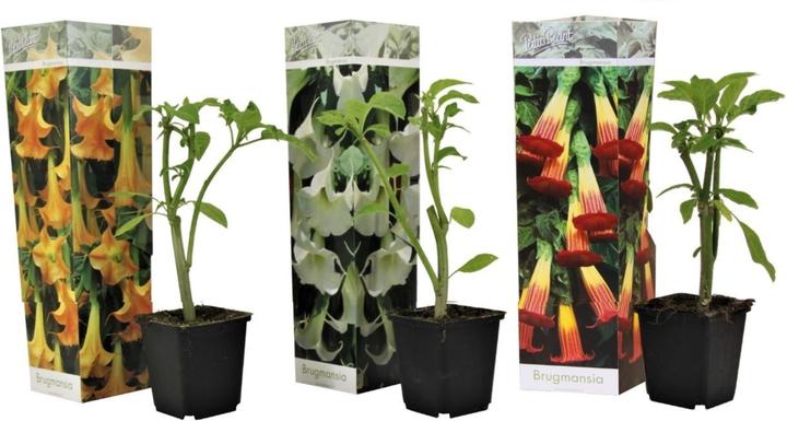 Produktbild Plant in a Box Brugmansia versicolor, sanguinea, suaveolens - 3er Set Engelstrompete (25 cm)