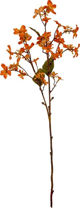 kirschlorbeer prunus laurocerasus kaufen Prunus laurocerasus 'Rotundifolia' main image 1