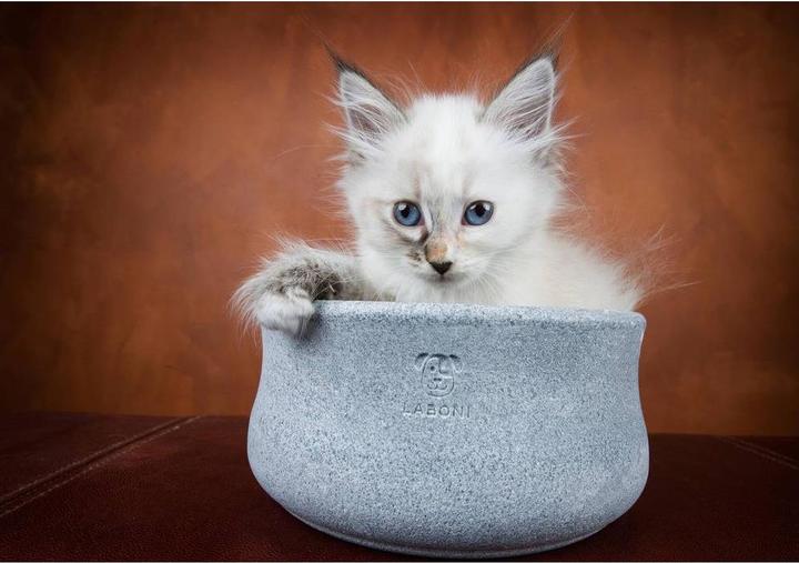 Image du produit Laboni Rocky Jr. (150 cl)