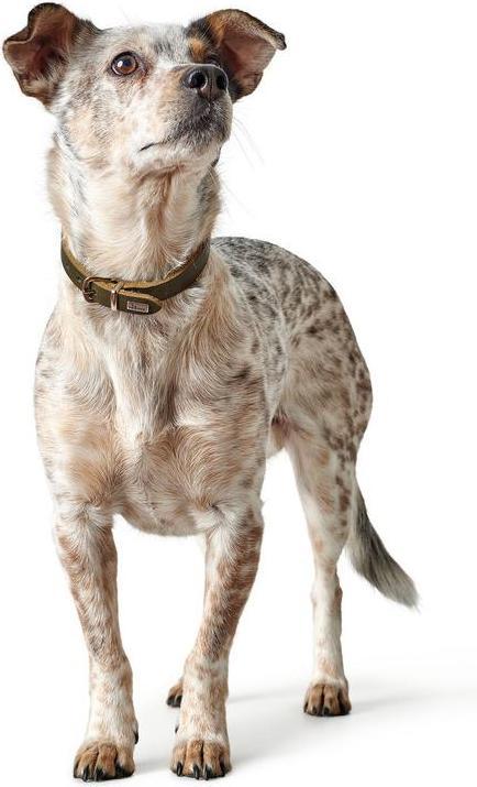Produktbild Hunter Halsband Aalborg (38, 39, 40, 41, 42, 43, 44, 45, 46, 47, Hund, Hundesport)