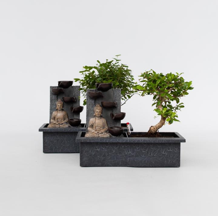 Actual product image Plant in a Box Bonsai Ligustrum, Carmona, Ficus Retusa, Syzygium, Sageretia - Set of 2 Bonsai Water System Buddha (25 cm)