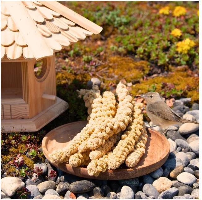 Produktbild Lyra Pet Kolbenhirse (1 x, 1 kg)