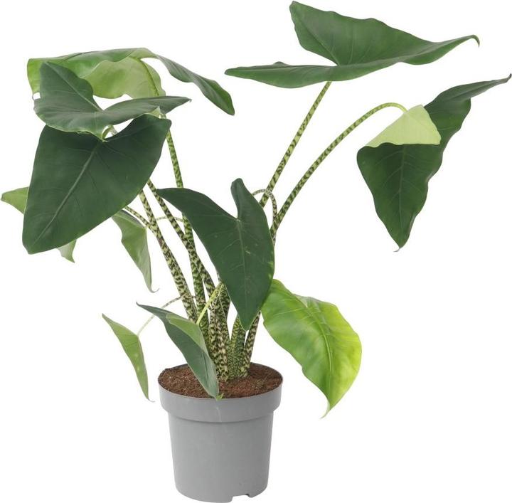 Image du produit Plant in a Box Alocasia zebrina - Alocasie (150 cm)
