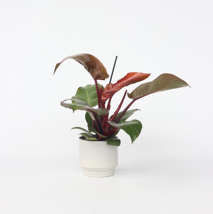 Actual product image Plant in a Box Philodendron Sun Light - Tree Friend (20 cm)