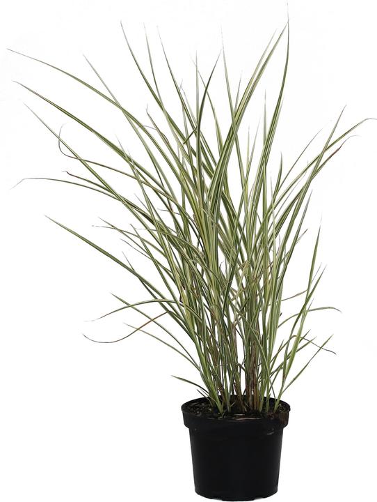 Produktbild Zulauf Chinaschilf / Miscanthus sinensis 'Variegatus' (40 cm)