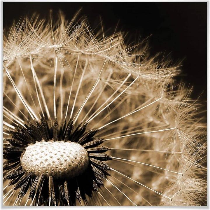 Produktbild Trenddeko Dandelion (60 x 60 cm)