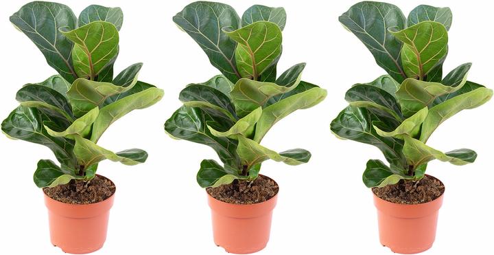 Actual product image Flowerbox Set of 3 pieces Fiddle-leaf fig Bambino - height ca. 35 cm, pot Ø 12 cm - Ficus Lyrata Bambino (35 cm)