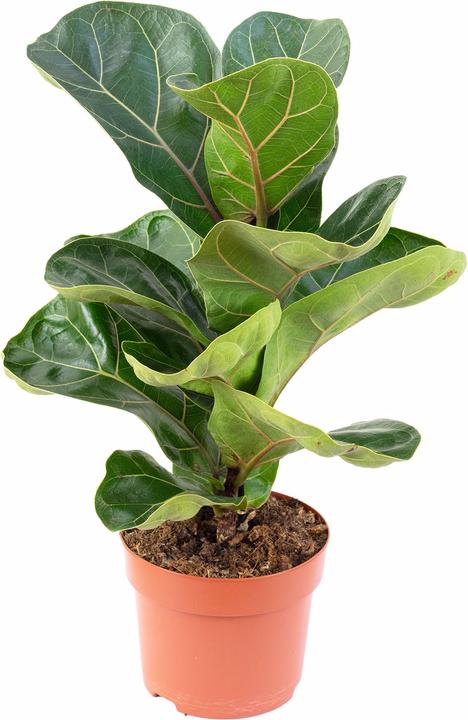 Actual product image Flowerbox Set of 3 pieces Fiddle-leaf fig Bambino - height ca. 35 cm, pot Ø 12 cm - Ficus Lyrata Bambino (35 cm)