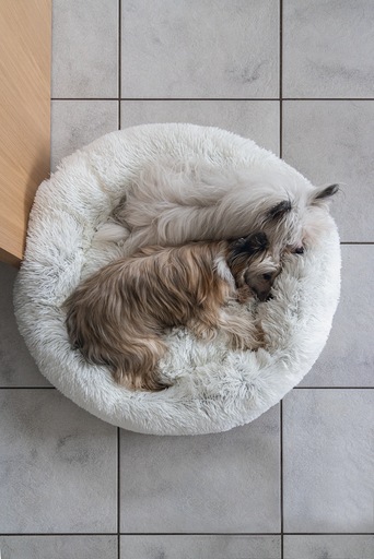 Actual product image Karlie Agnes (Dog)