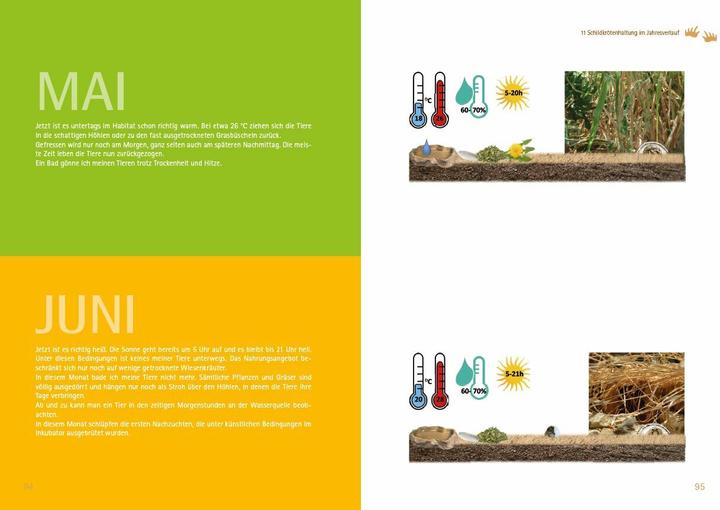 Actual product image Testudo kleinmanni (German, Christine Dworschak, 2018)