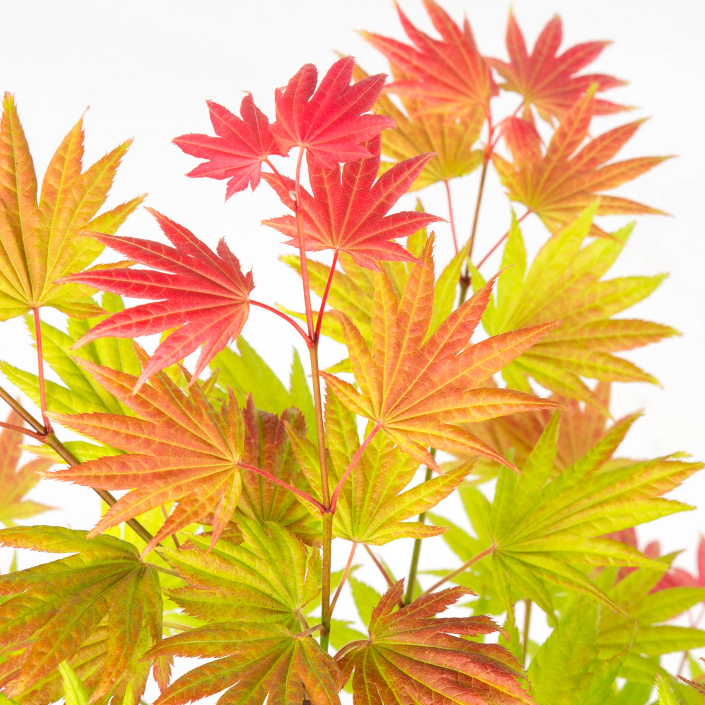 Thumbnail - Plant in a Box, Pflanzen, Acer palmatum 'Moonrise' - Ahorn Baum (40 cm)