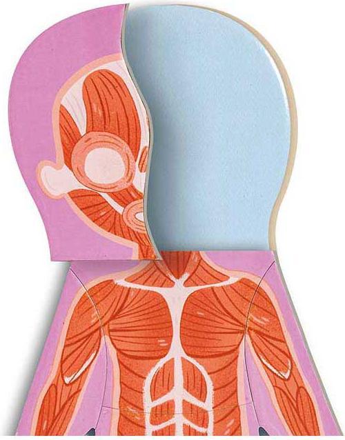 Immagine prodotto Hape Corpo umano (Inglese, 3 - 6 anni)