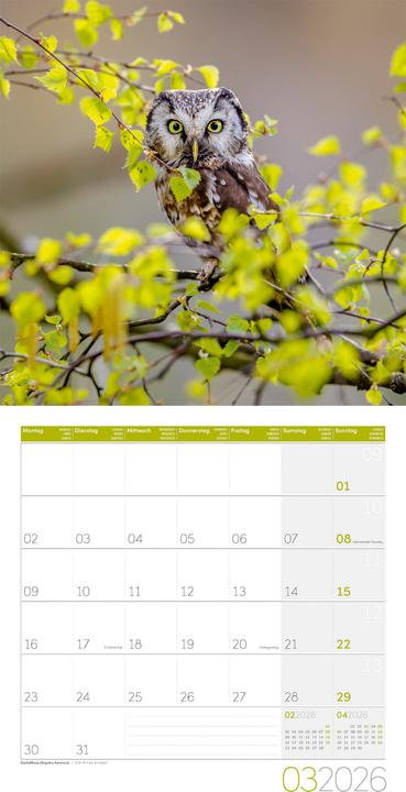 Produktbild Eulen Kalender 2026 - 30x30 (30 x 30 cm, Harter Einband, Deutsch, Französisch, Englisch)