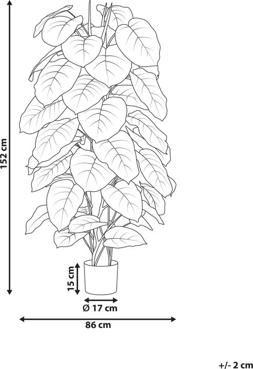 Immagine prodotto Beliani Dieffenbachia (152 cm)