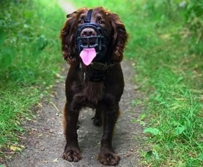 Image du produit Company of Animals Muselière Ultra Muzzle taille 2 (2, Chien, Général)