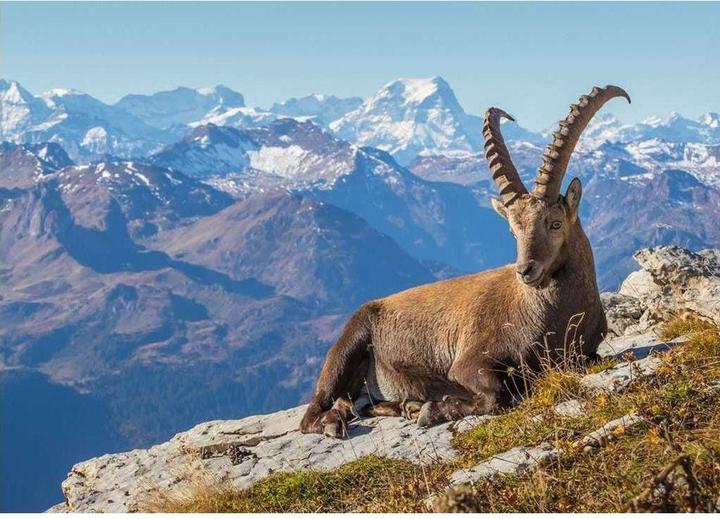 Produktbild Ravensburger Steinbock im Toggenburg (1000 Teile)